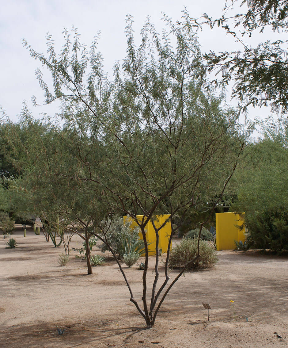 Acacia constricta